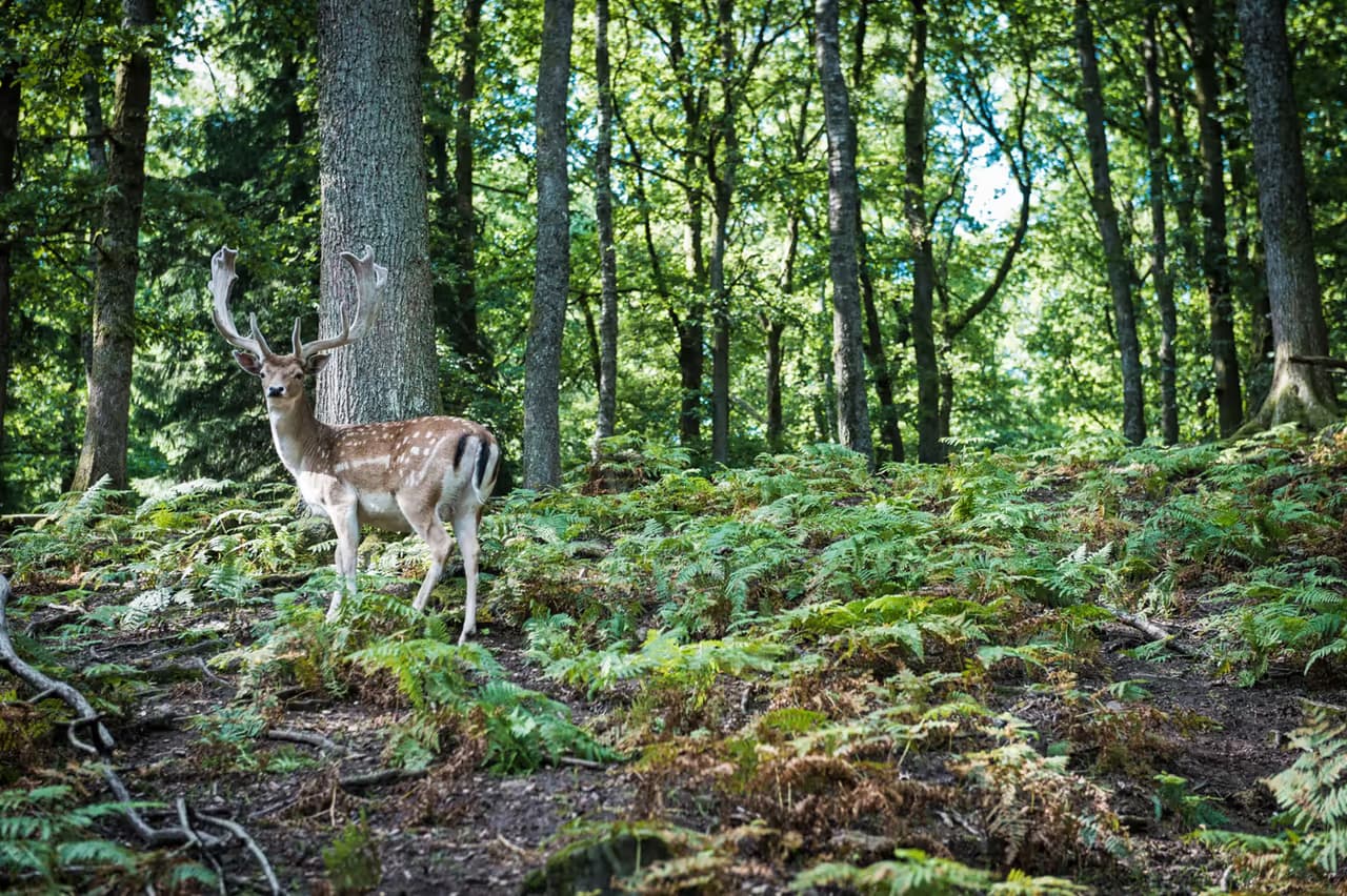 Cerf dans la forêt au Parc à gibier de Saint-Hubert