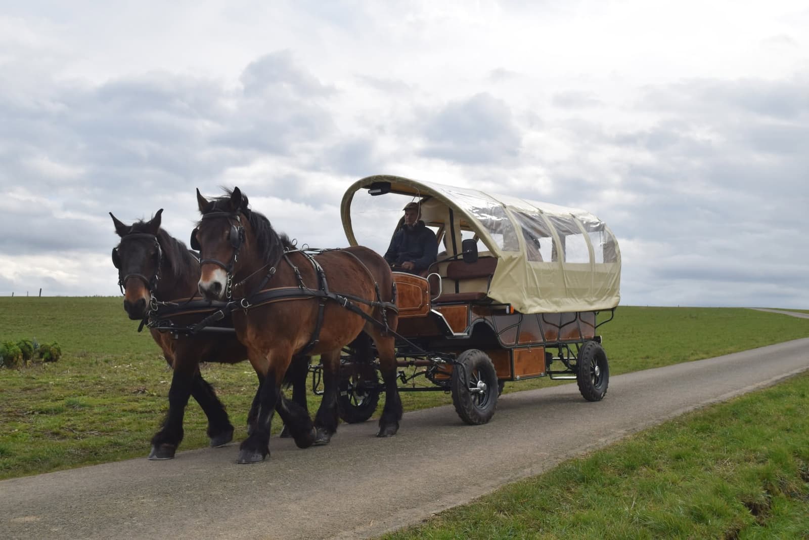 Balade en chars à bancs avec chevaux de trait ardennais à Ochamps